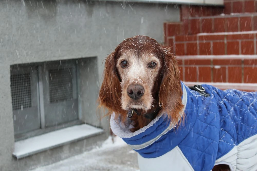 Lennox 14,5 Jahre, bleib gesund!