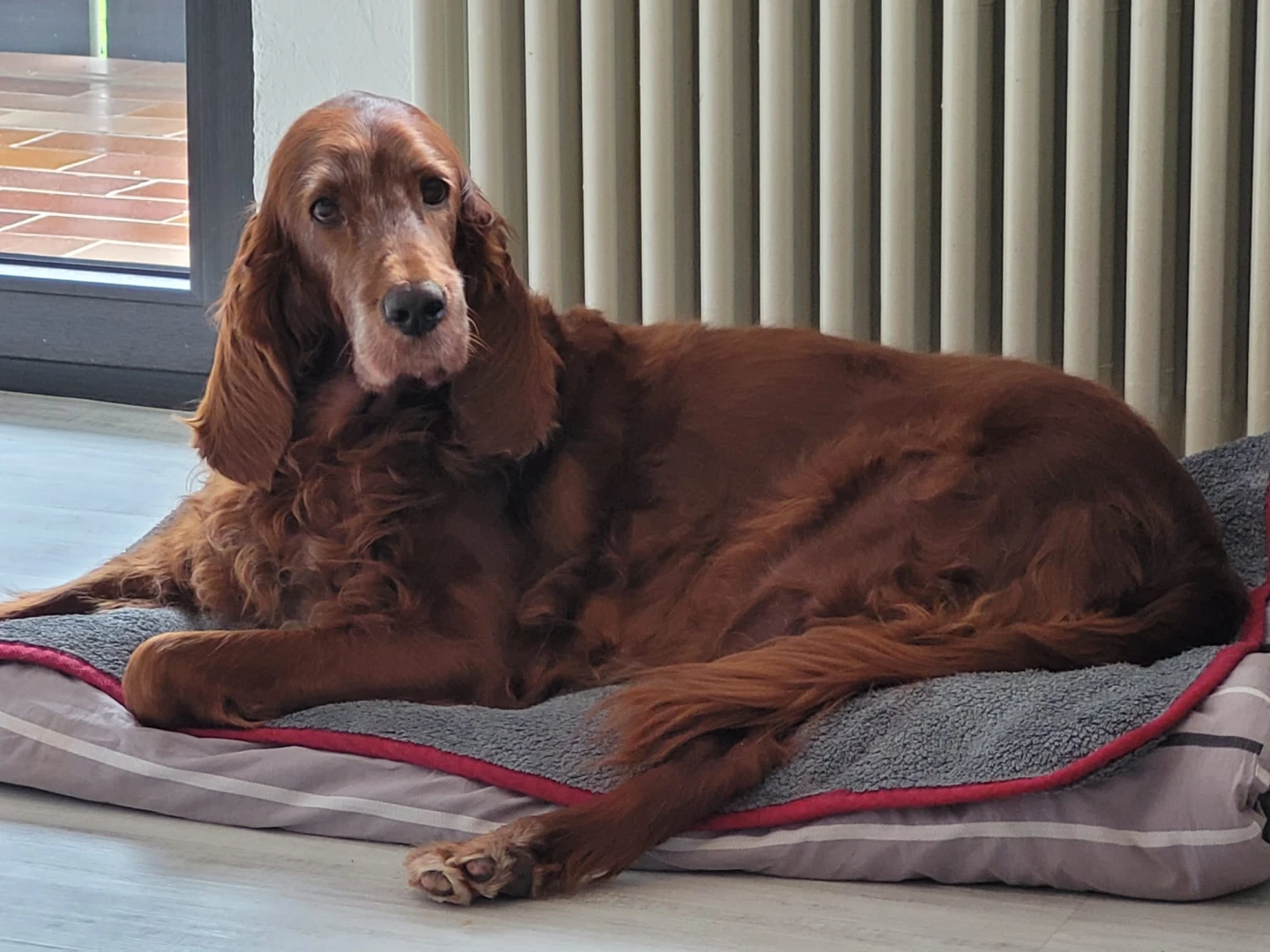 Wie toll und gepflegt Nana mit 13 Jahren aussieht!