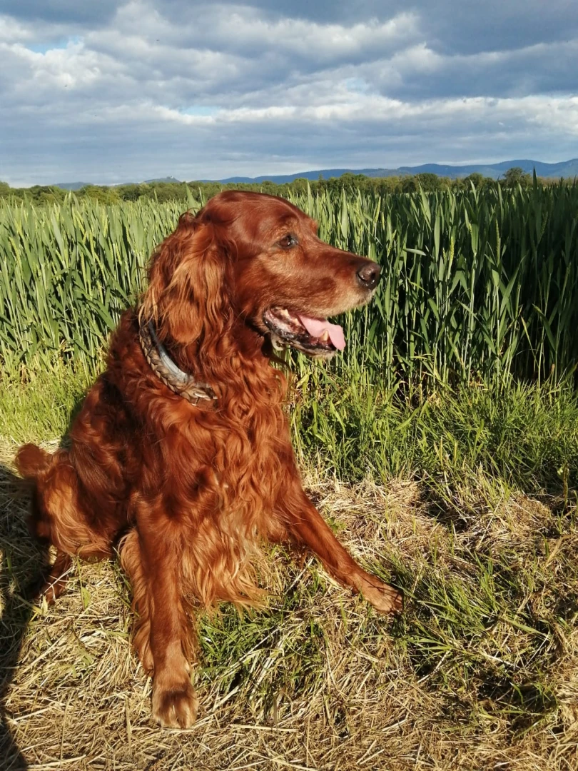 Pitt 13 Jahre