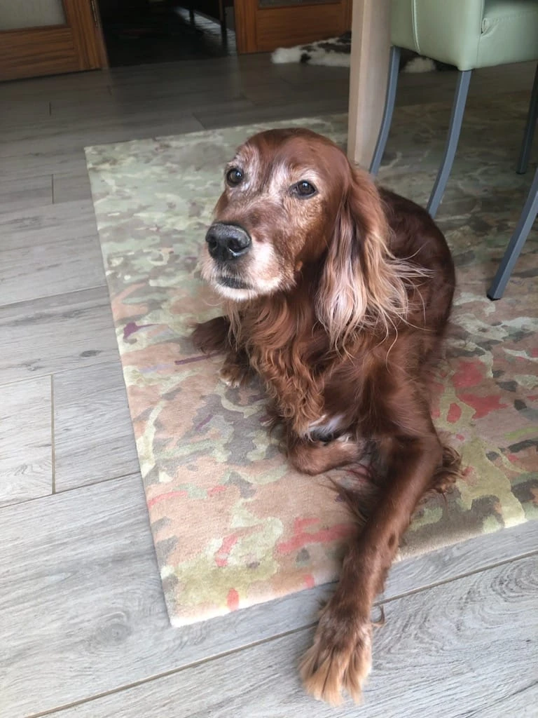 Prada Prosecco gut 12 Jahre alt