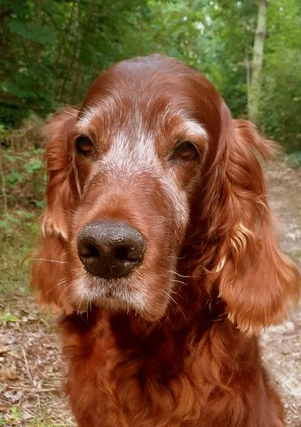 Qing Perro ist 12 Jahre alt und sieht aus wie ein Model