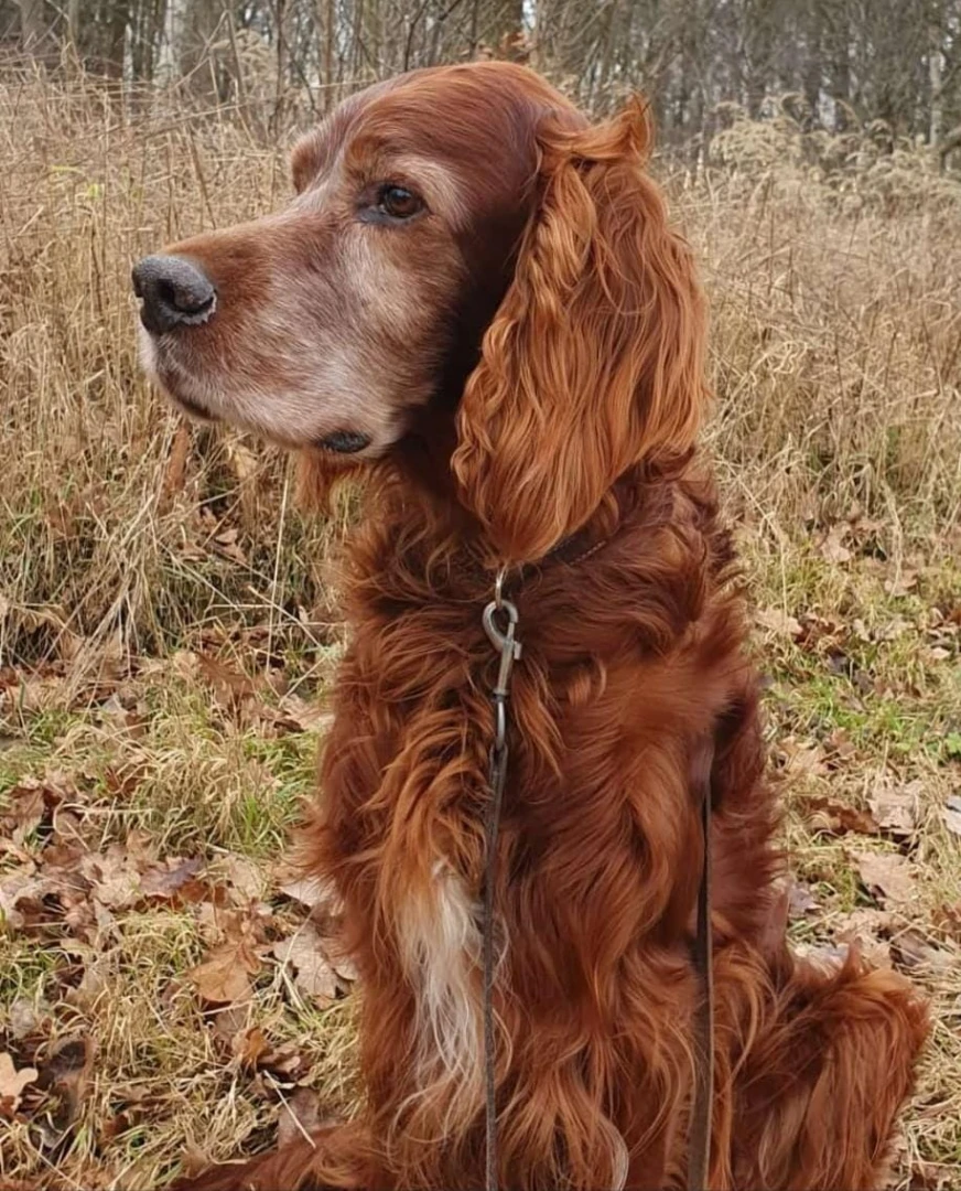Quartus 12,5 Jahre 