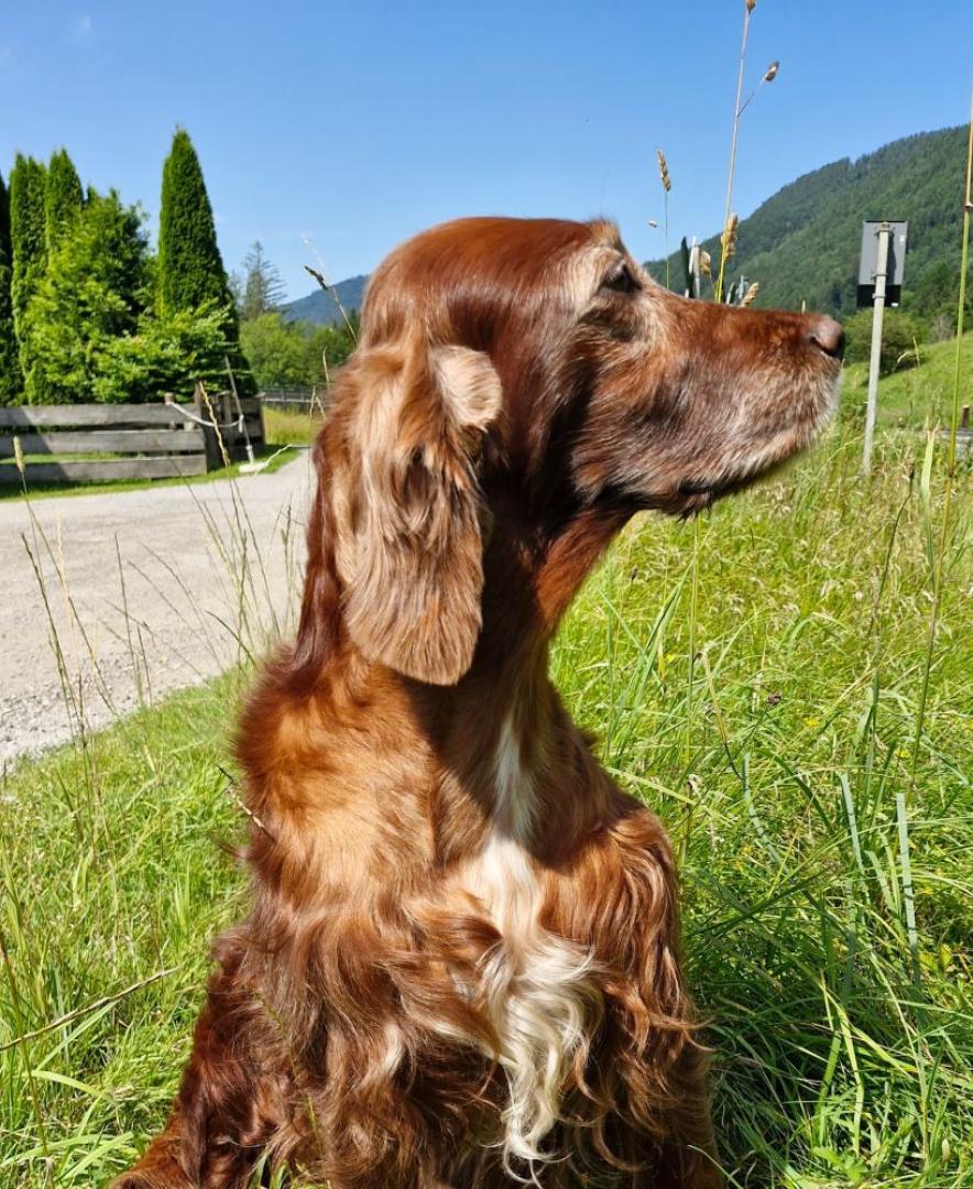 Remember Winny vom Gebirgsjägerhof