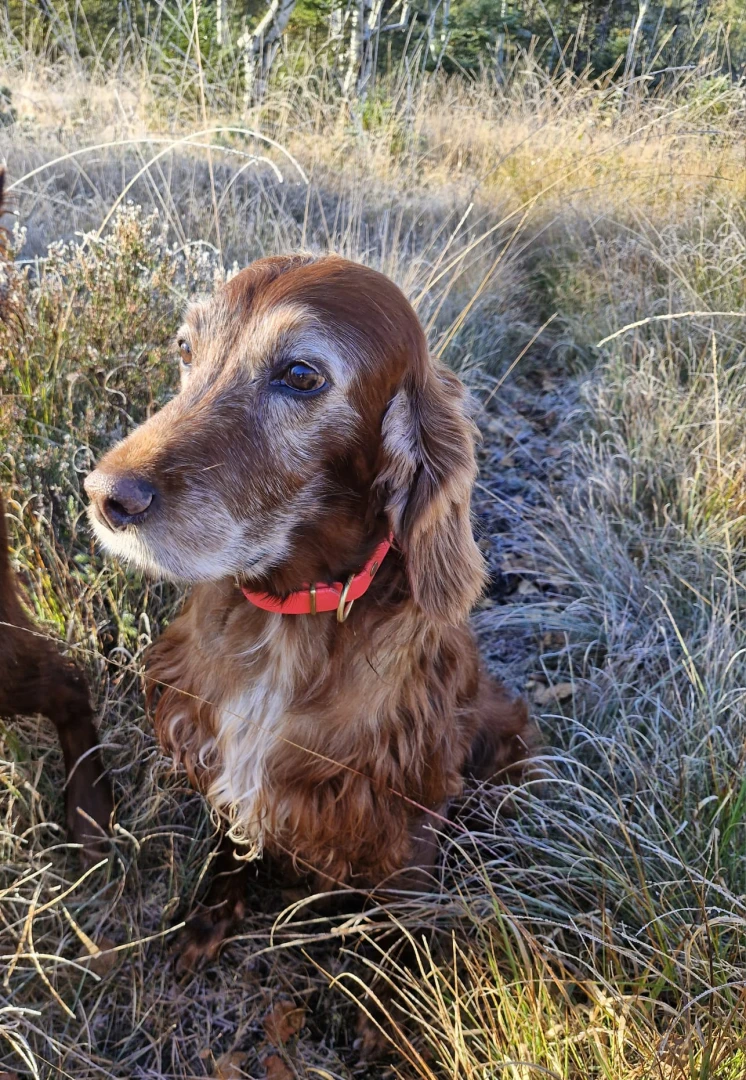 Remember Winny kurz vor ihrem 12. Geburtstag und nicht lange bevor sie eingeschlafen ist.