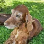 Remember Winny, bald 11 Jahre
