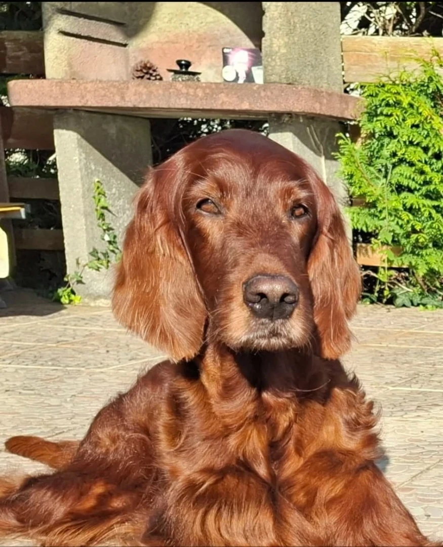 Whisky Kelani 8 Jahre 