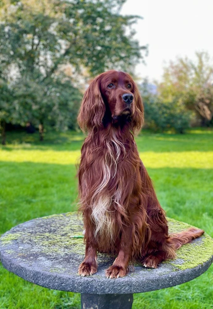 Balin hat sich toll entwickelt