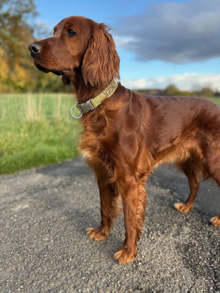 Ginger jetzt 3 Jahre jung