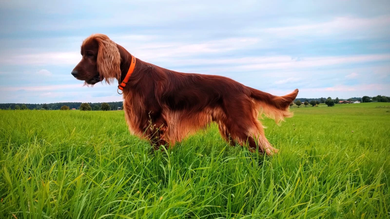 Hunter unser neuer Deckrüde