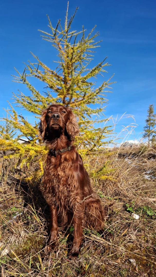 Heidi ist viel mit Bene im Wald unterwegs und unterstützt ihn dort bei der Arbeit. 