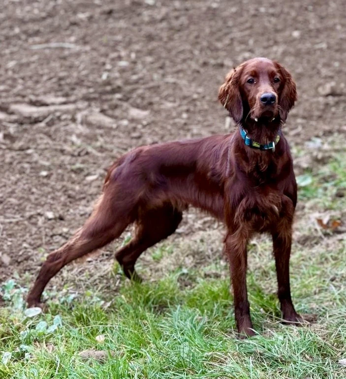 Iko Lorcan 9 Monate jung