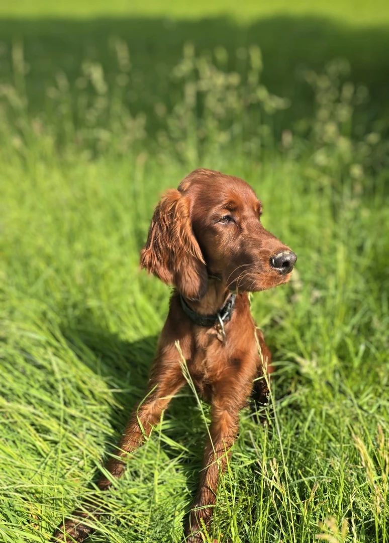 Ikarus Conor 5,5 Monate jung