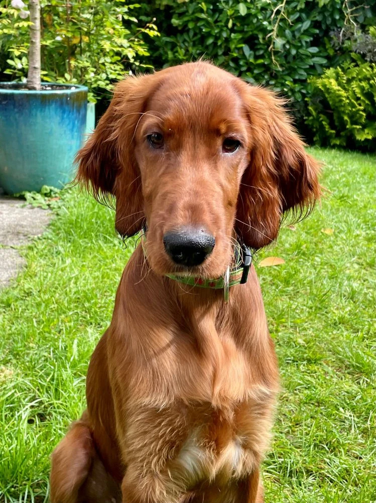 Juniper jetzt 5 Monate jung