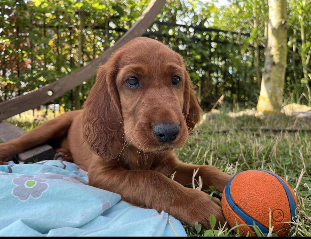 Jackl ist zu Stephanie und Jos in den Spessart (Eifel) gezogen. Dort hat er Gordon-Setter Freunde