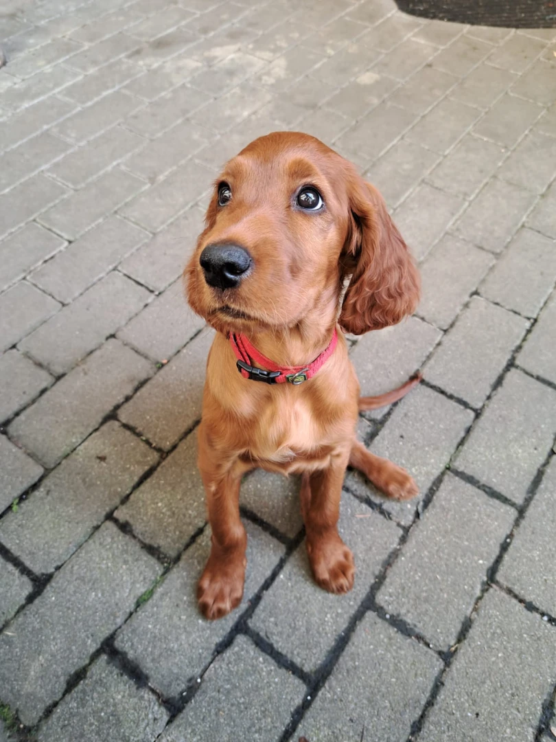 Jeanie wohnt im Elztal und unterstützt Alois bei der Jagd