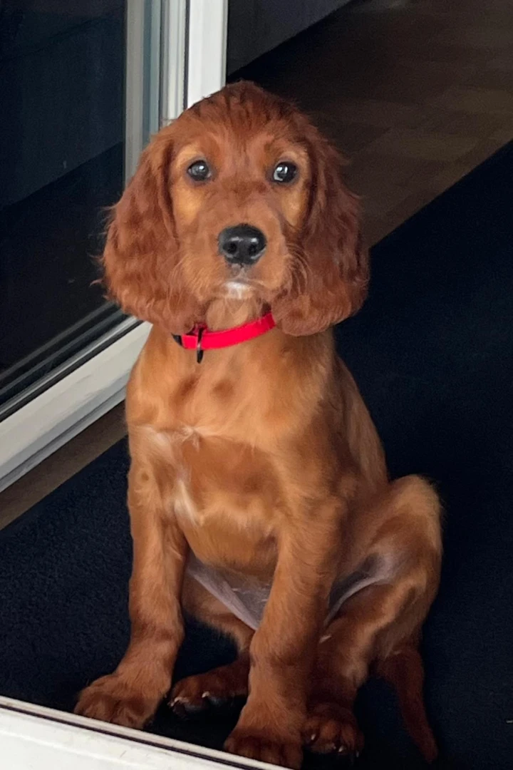 Jecky wohnt in 94127 Neuburg am Inn und unterstützt Franz bei der Jagd