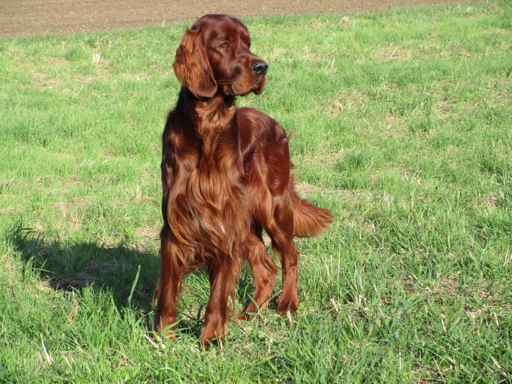 Charming Vagabonds Othello games gen. Monty