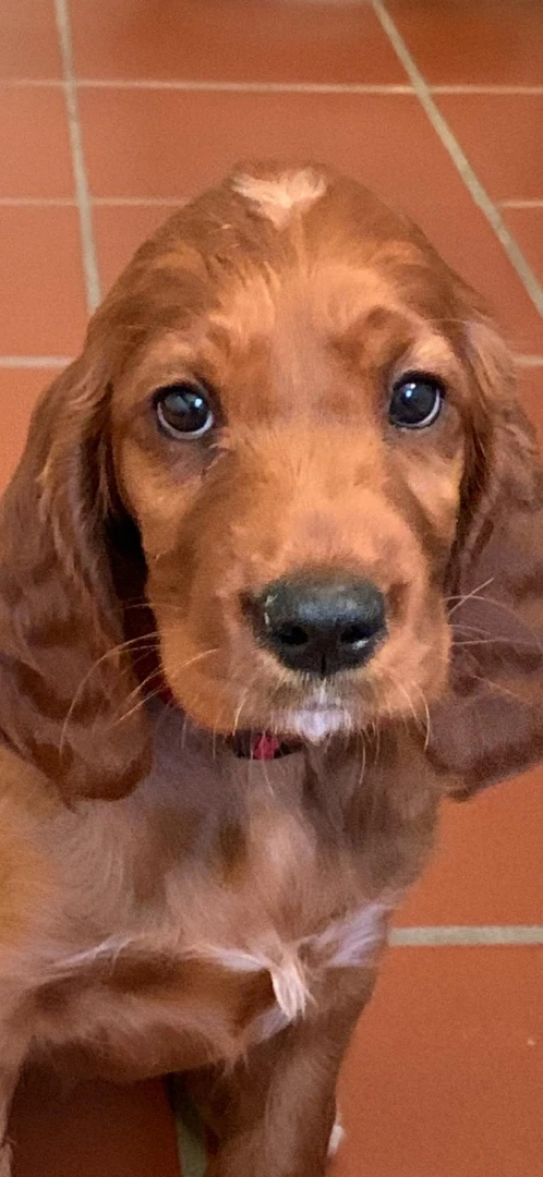 Klein Ypsi fühlt sich im neuen Zuhause wohl