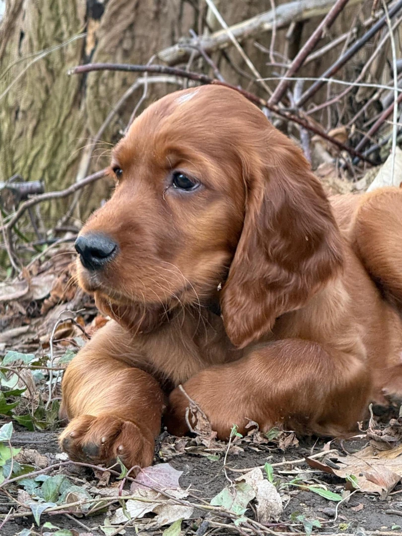 Kajo wohnt bei Jan in Zwickau