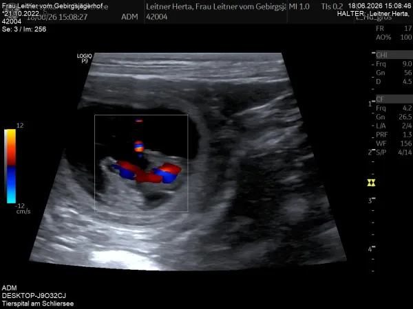 Ultraschall_2.jpg