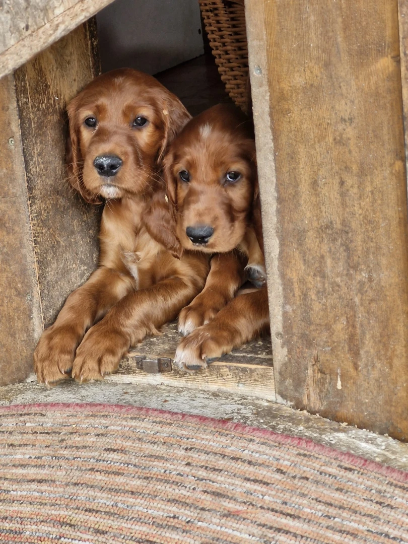 Wir sind 7 Wochen jung und unsere letzte Woche in Aurach beginnt